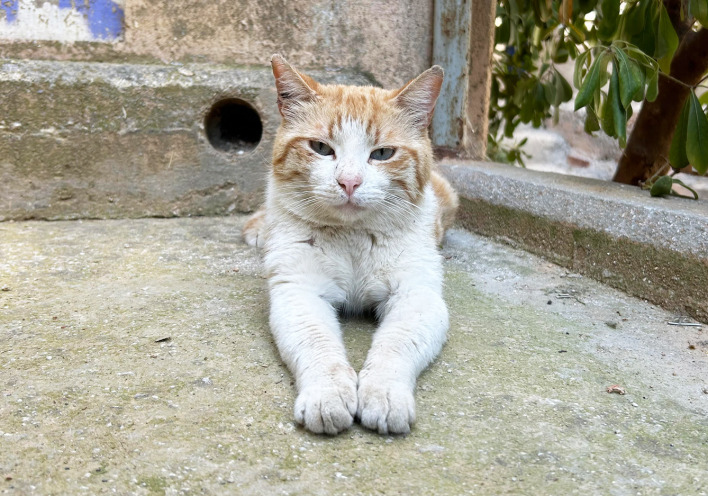 Αδέσποτες γάτες 