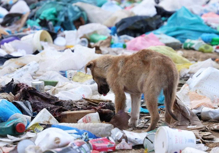 Κουτάβι στη χωματερή Ξάνθης, το καλοκαίρι του 2023, όταν πήγαν τα «Αδεσποτούλια»