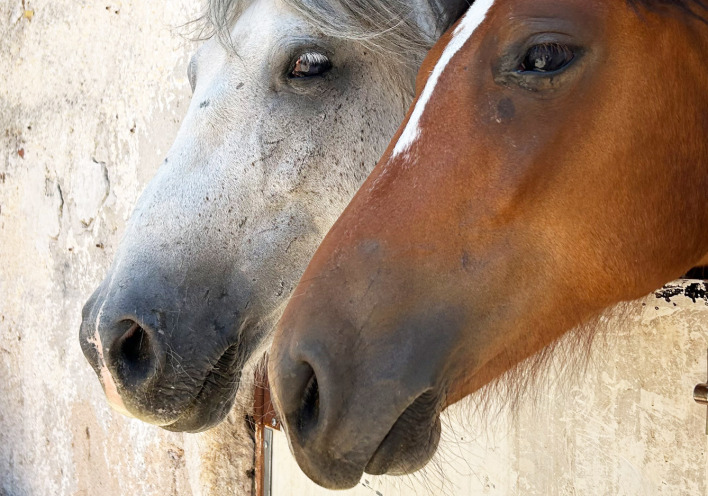 H ιστορία των 100 αδέσποτων αλόγων του Υμηττού