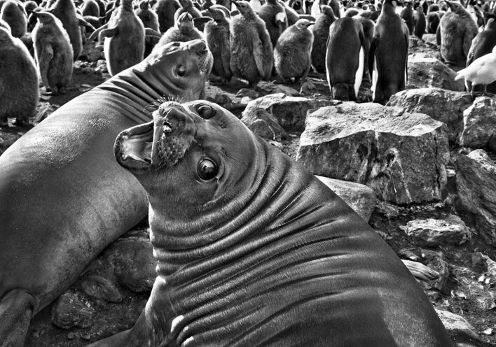 Σεμπαστιάο Σαλγκάδο | Αναδρομική 1944–2025