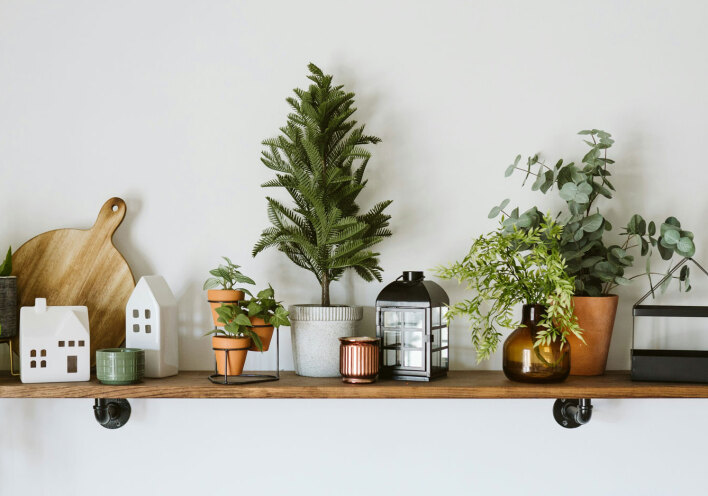 Φυτά μικρού μεγέθους για εσωτερικούς χώρους