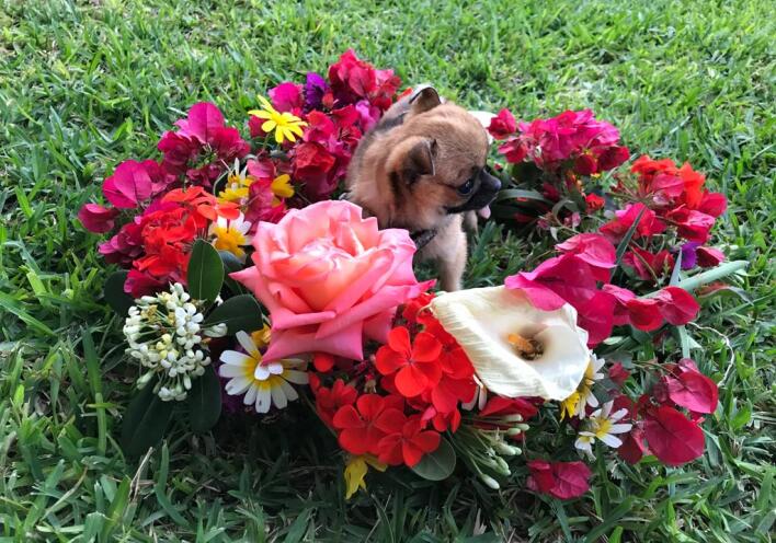 Αιθέρια έλαια και ζώα συντροφιάς: Οι κίνδυνοι για σκύλους και γάτες - Ποια είναι επιβλαβή - Τι χρειάζεται να γνωρίζουμε