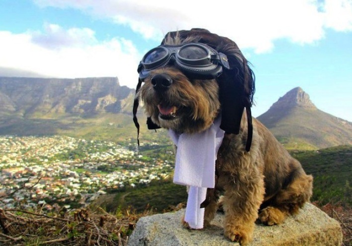 Σκυλέας Φογκ: o πιο ταξιδιάρης σκύλος του κόσμου