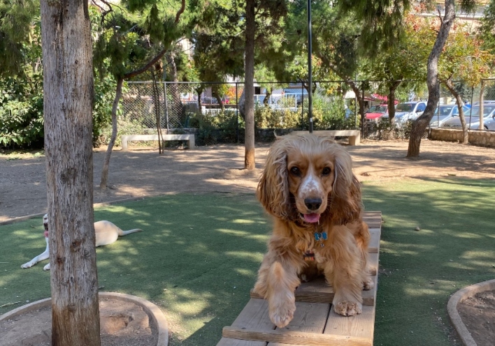 Ο Φρίξος στο Πάρκο σκύλων στην Πλατεία Οβρένοβιτς 