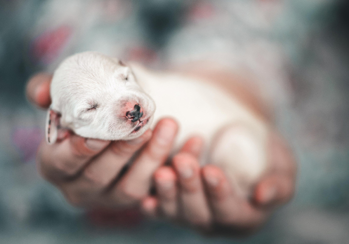 Νεογέννητο κουτάβι