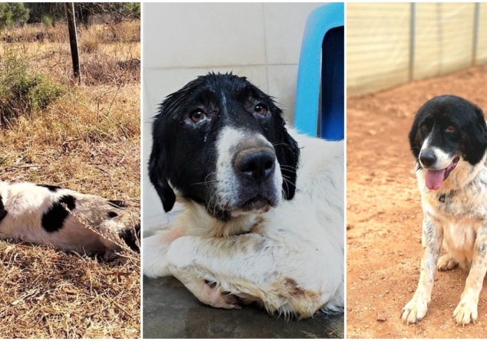  Επίσκεψη στο καταφύγιο ζών ΚΑΖ