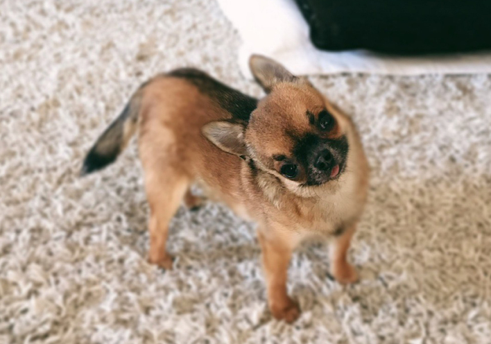 Γιατί ο σκύλος μας γέρνει το κεφάλι του όταν του μιλάμε;