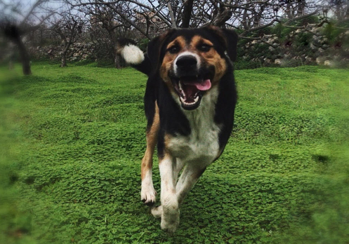 Σκύλος που τρέχει