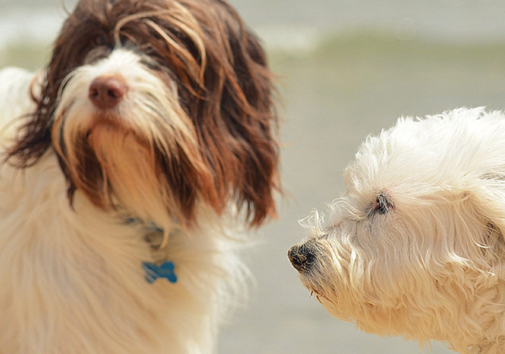 Σκυλιά ράτσας Γκριφόν στην παραλία