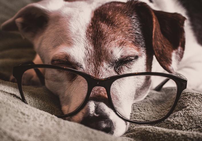 Γιατί να υιοθετήσεις ένα ηλικιωμένο ζωάκι