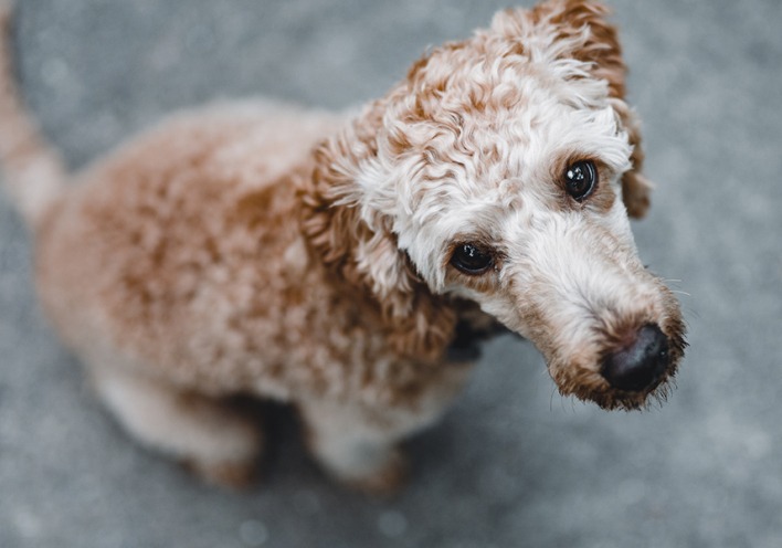 Θεσσαλονίκη: 50χρονος επιτέθηκε με μαχαίρι σε αδέσποτα