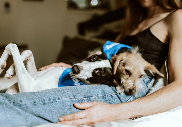 Πώς θα φέρω νέο κατοικίδιο στο σπίτι