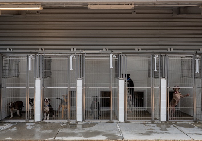 Κατοικίδια ζώα: Η ανθρώπινη παραμέληση, η μεγάλη ευθύνη και οι απόψεις ειδικών για την καλή διαβίωσή τους