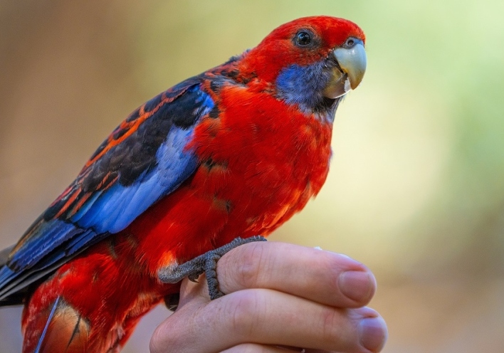 5 ασυνήθιστα ζώα - βοηθοί