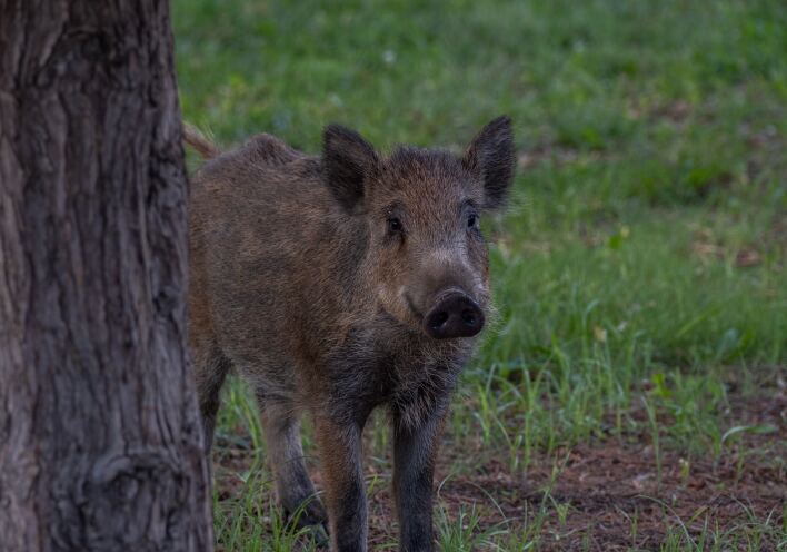 Αγριογούρουνο
