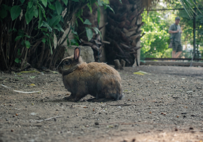 Κουνέλι στον Εθνικό Κήπο