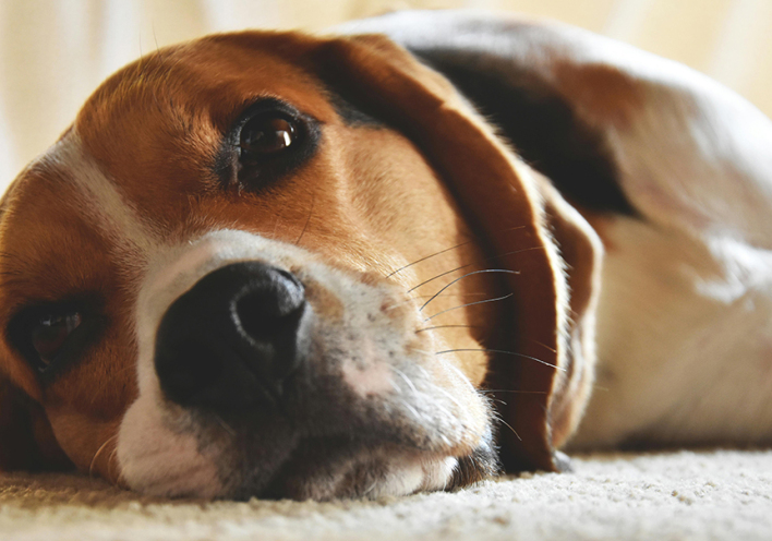 9 τρόποι που τα κατοικίδια μάς διδάσκουν την υπομονή