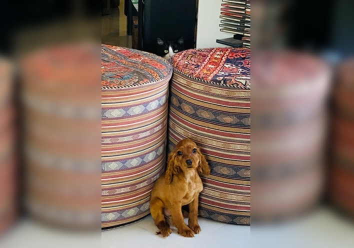 Φέτος απέκτησα σκύλο, τη Μαμζέλ