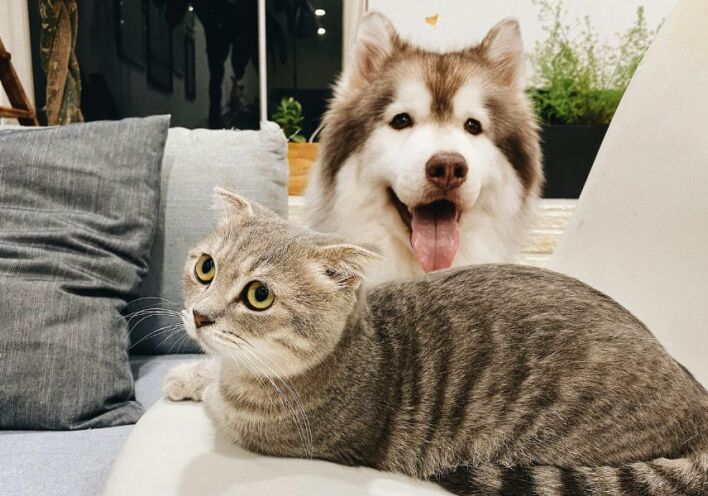 Κατοικίδια και Πολυκατοικίες: Αρμονική συμβίωση ή σύγκρουση;