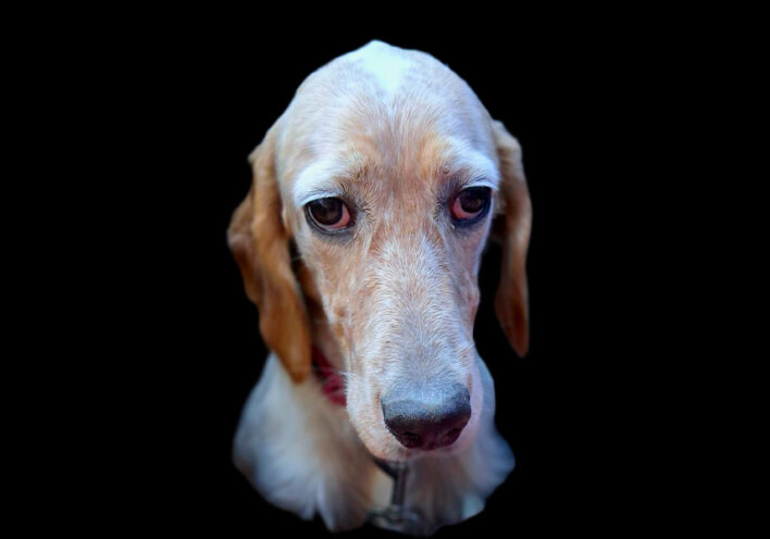 Παγκόσμια Ημέρα Ζώων: Όταν τα ζώα μάς κοιτούν στα μάτια