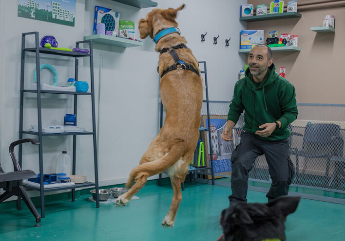 Κυνόπολις by Urban Dogs