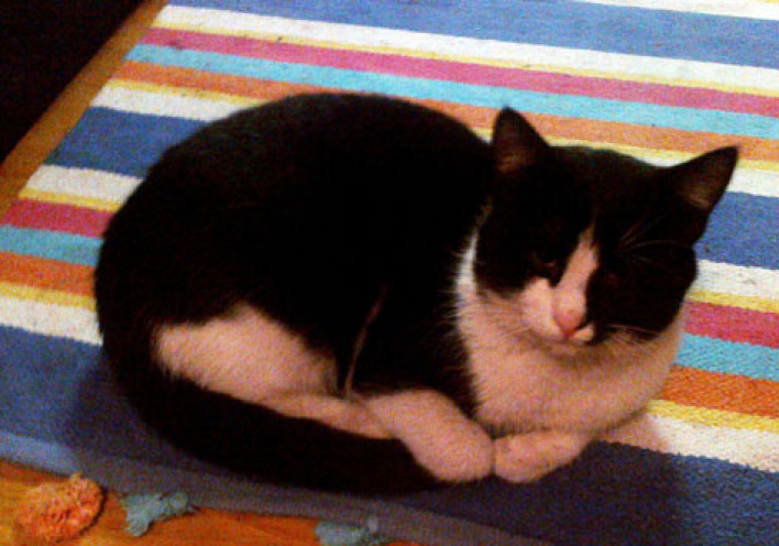 Πήραμε στη ζωή μας... γάτο