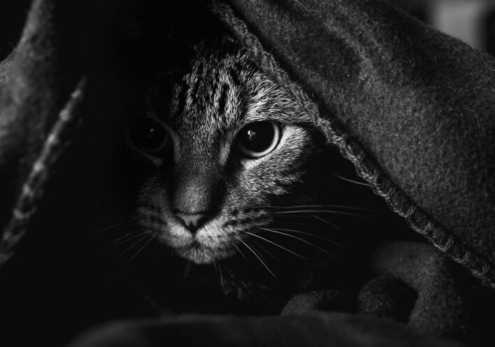 19 γάτες βγαλμένες από φιλμ νουάρ