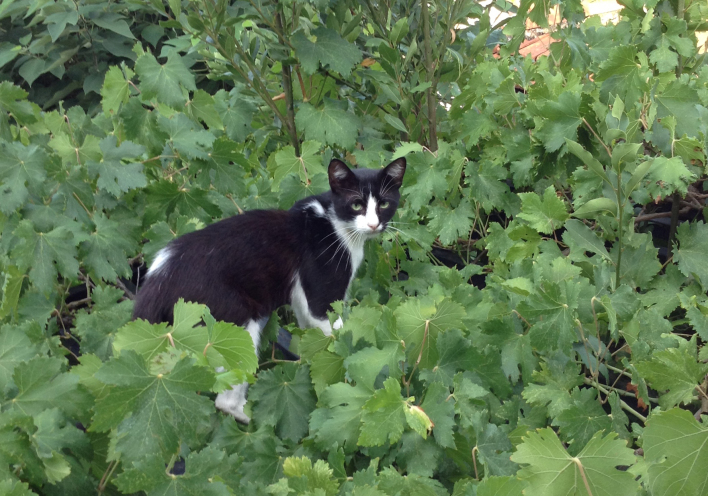 Η οικογένεια με τις 10 γάτες
