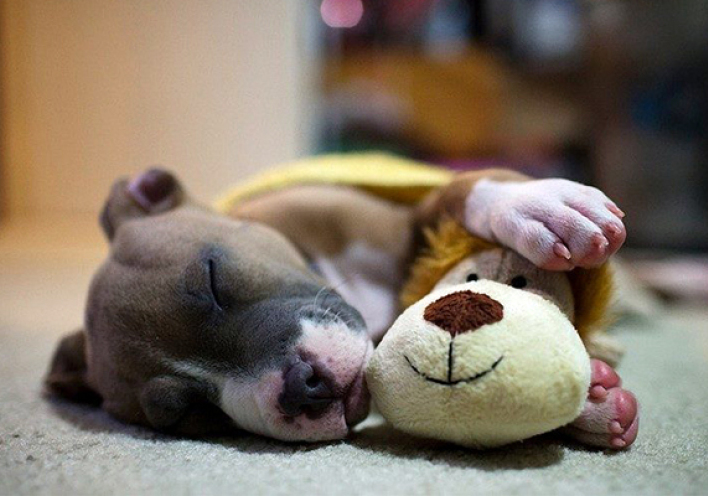 Ποιον βλέπει στον ύπνο του ο σκύλος σου; (video, εικόνες) 