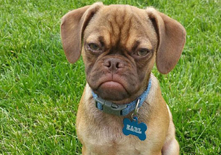 Τα πιο θυμωμένα ζώα του ίντερνετ