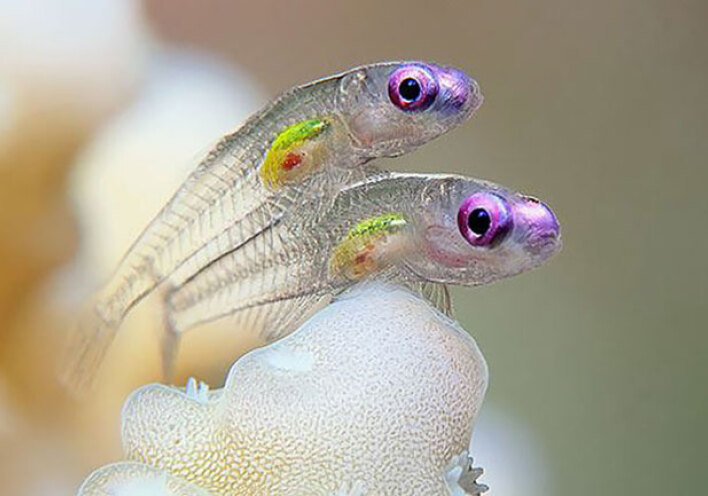 Δυσκολεύεσαι να τα δεις αλλά αυτά τα ζώα υπάρχουν