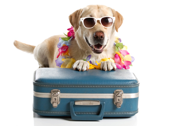 Το airbnb του σκύλου!