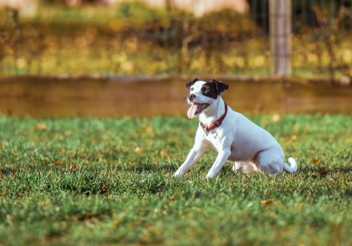 Τι δεν πρέπει να κάνουμε εάν το σκυλάκι μας φοβάται τα βεγγαλικά 