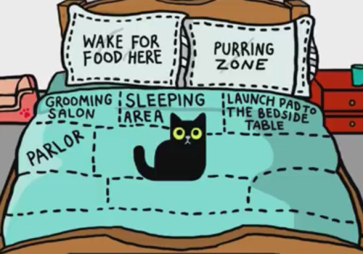 O χάρτης του κρεβατιού (μας) σύμφωνα με τη γάτα μας (video)