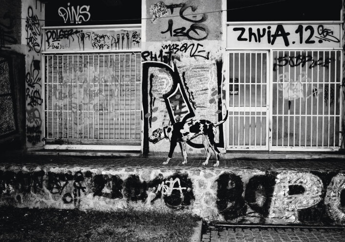 Αδέσποτο μόνο, ζητάει νερό