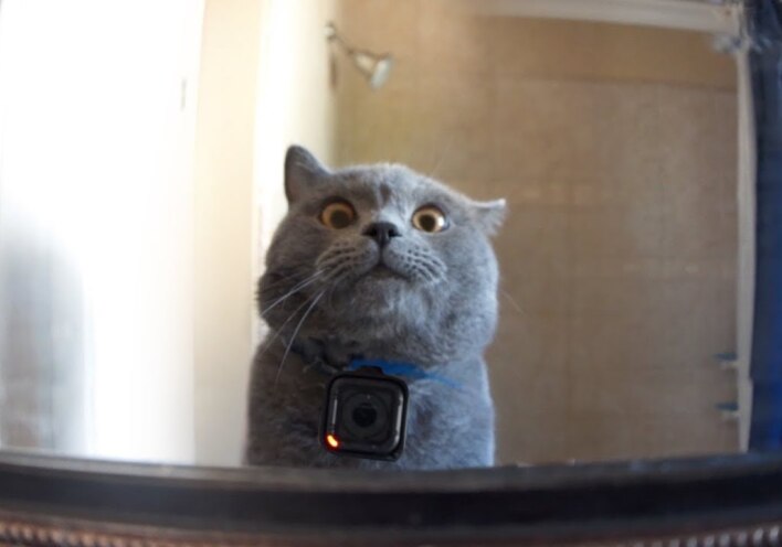 Τι κάνει η γάτα σου όταν φεύγεις από το σπίτι;