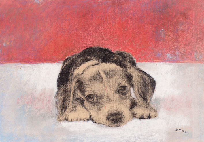 Τι να κάνω για να υιοθετήσω ένα αδέσποτο;