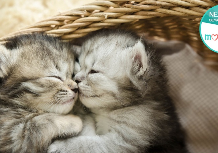 Το μεγαλείο της μητρότητας: Εικόνες με μωρά ζωάκια που αγαπούν τη μαμά τους