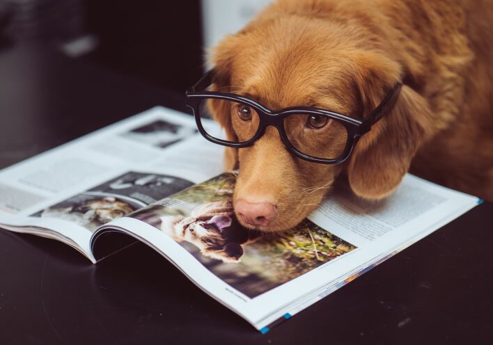 Η pet-friendly πλευρά της Αθήνας