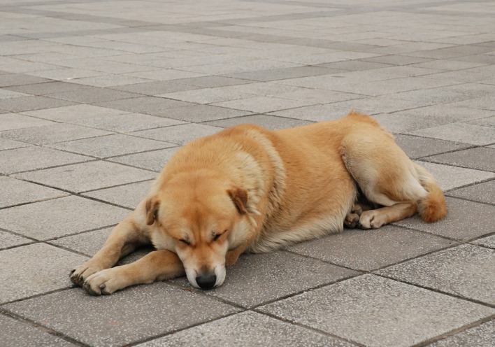 Οι σκύλοι των άλλων