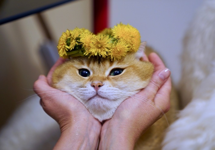  5 λογαριασμοί με γάτες του Instagram για υπερβολική δόση cuteness