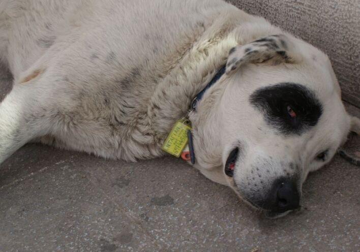 Ο αρχηγός της Ακρόπολης Νταγιάν δεν γαβγίζει πια