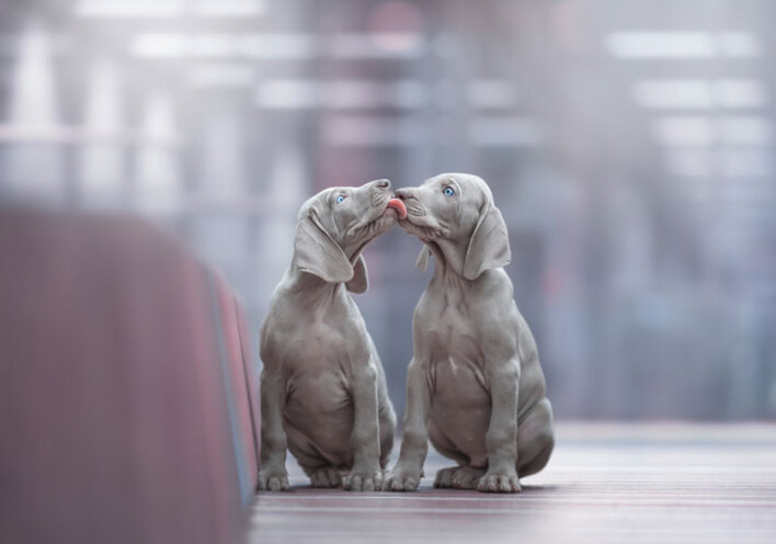 Οι καλύτερες φωτογραφίες σκύλων της χρονιάς