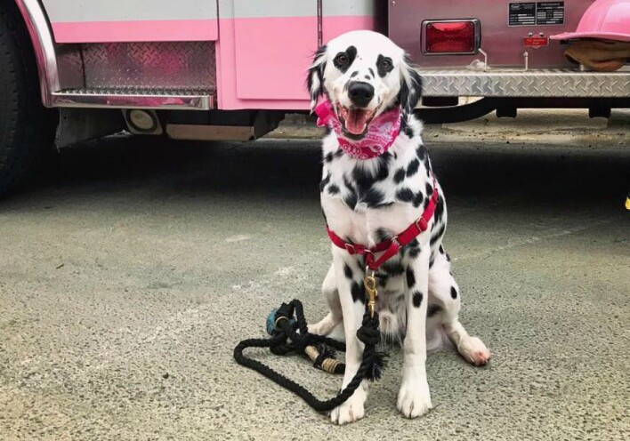 Τσάρλι: Τo κουτάβι Δαλματίας με τα μάτια-καρδιές 