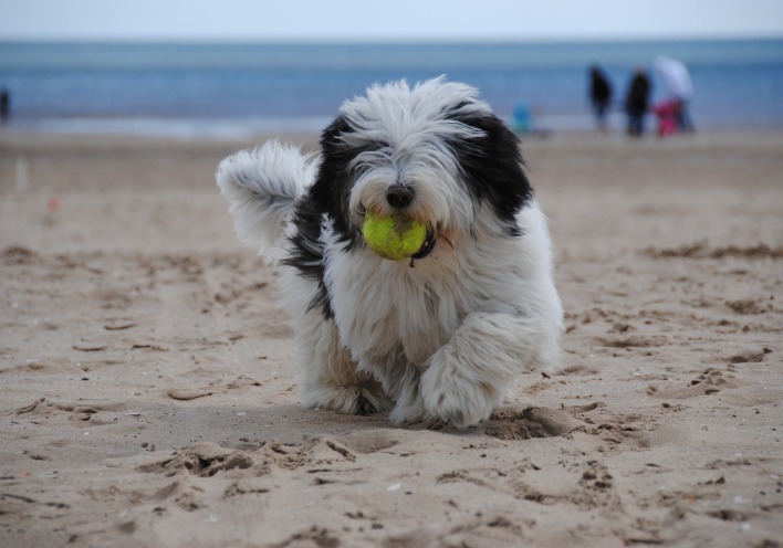 Θάλασσα με τον σκύλο σας: Τι να προσέξετε