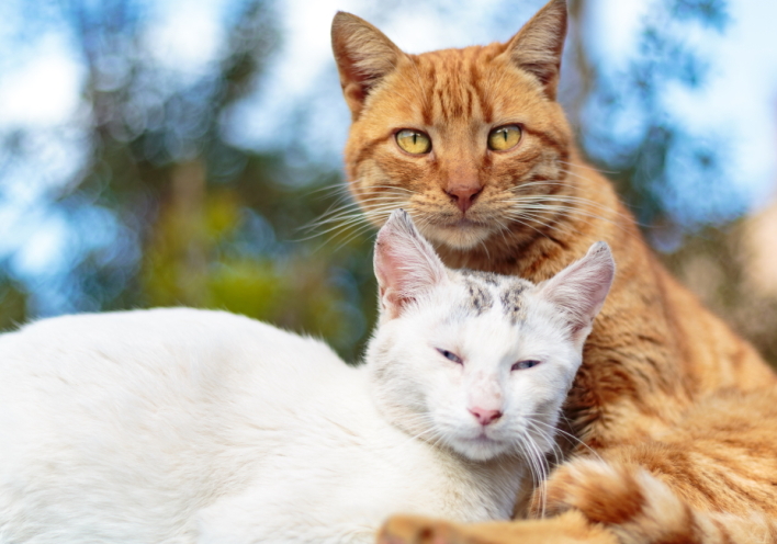 Γάτες φωτογράφος Γιώργος Βερναδάκης