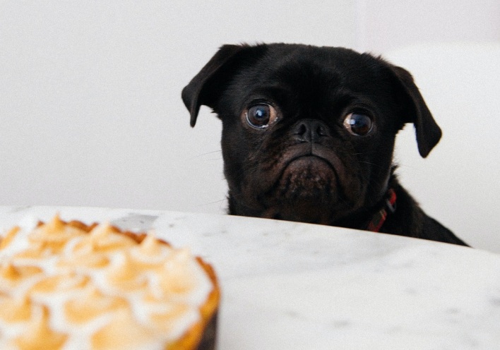 Σκυλάκι κοιτάζει γλυκό πάνω σε τραπέζι