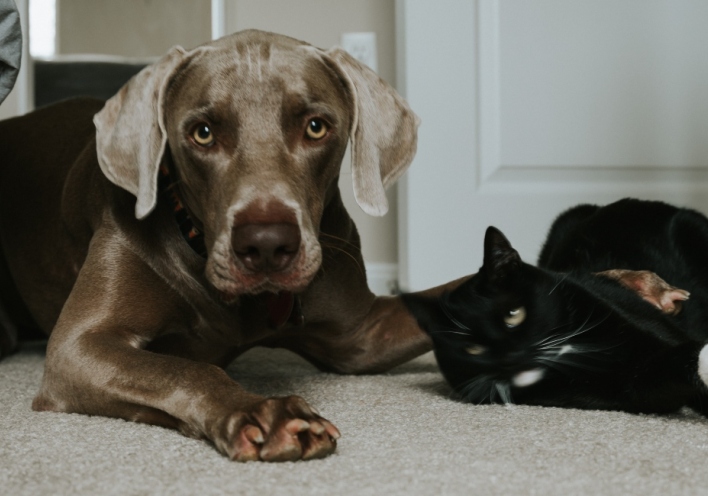 Κουίζ: Είσαι περισσότερο σκύλος ή γάτα;