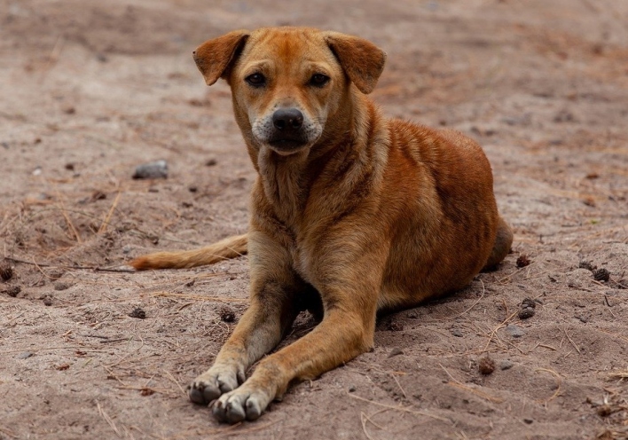 Αδέσποτος σκύλος
