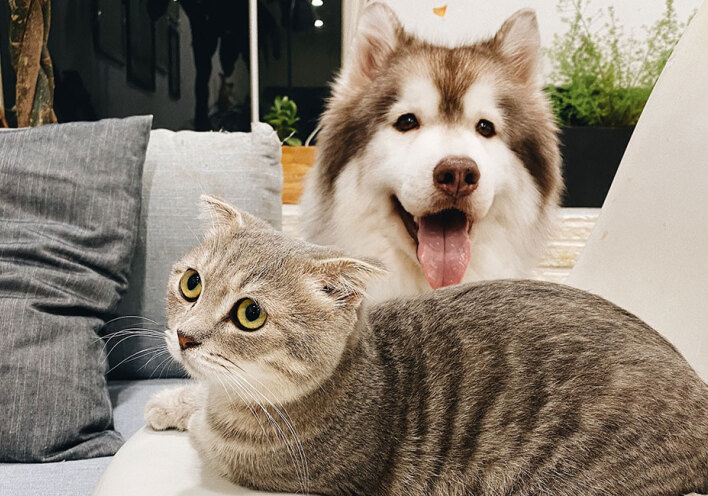 Σκύλος και γάτα